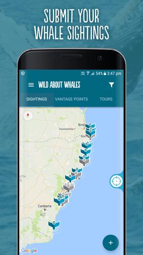 Wild About Whales