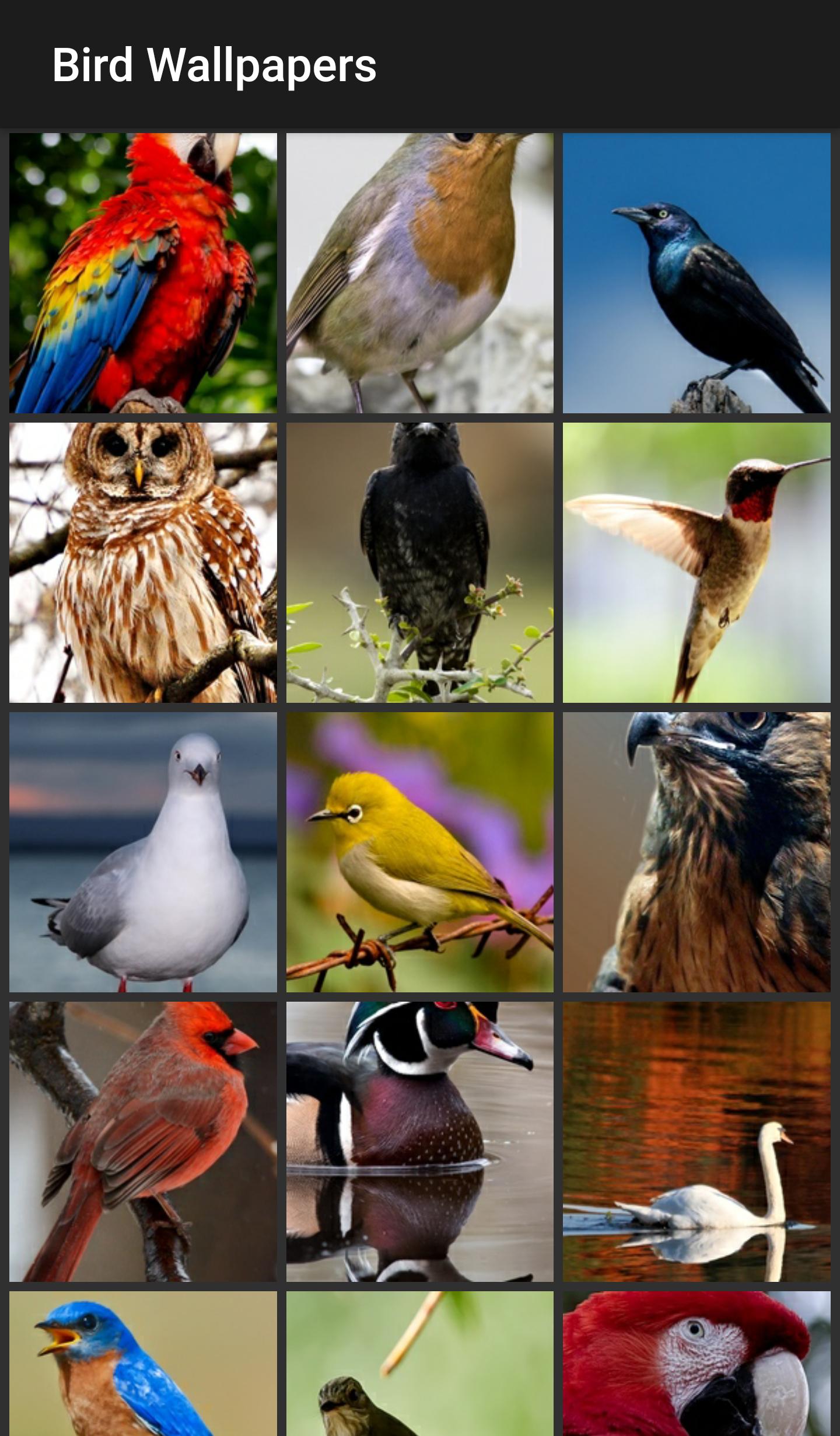 Bird Wallpapers